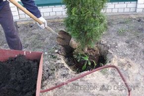 Výsadba thuja je jednoduchá, hlavná vec je správne kopať dieru a pridať hnojivo.