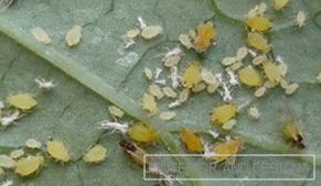 Aphid - fotografie hmyzu na okraji uhorky