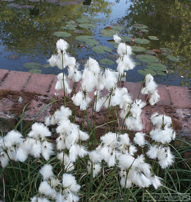 Bavlnená tráva pri rybníku