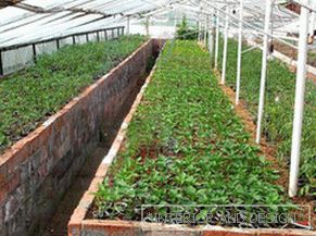 Čo je potrebné zasadiť v zime v skleníku