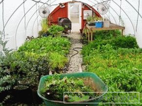 Čo je potrebné zasadiť v zime v skleníku