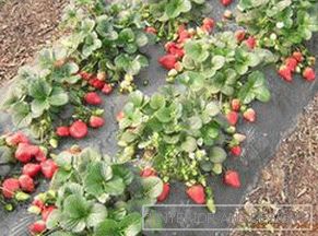 Ako pestovať zeleninu v skleníku